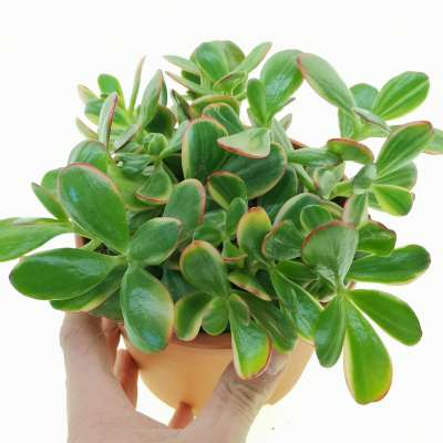 Crassula ovata 'Hummel's Sunset'