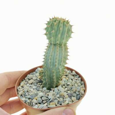 Hoodia pilifera
