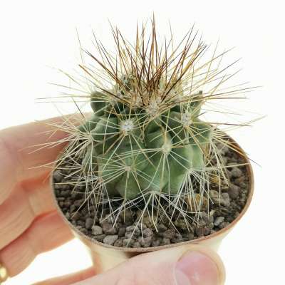 Copiapoa krainziana var. brunispina