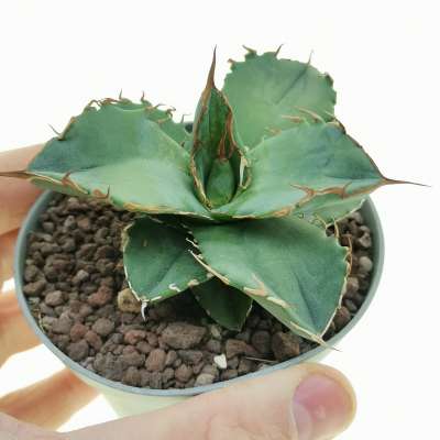 Agave titanota | Giromagi cactus and succulents for sale Agave titanota | Giromagi cactus and succulents for sale