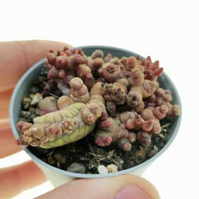 Mammillaria bocasana cv. Fred f. mostruosa crestata 'Red coral'