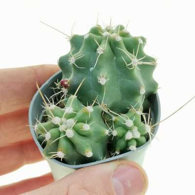Echinocereus triglochidiatus var. mojavensis