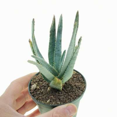 Aloe dichotoma