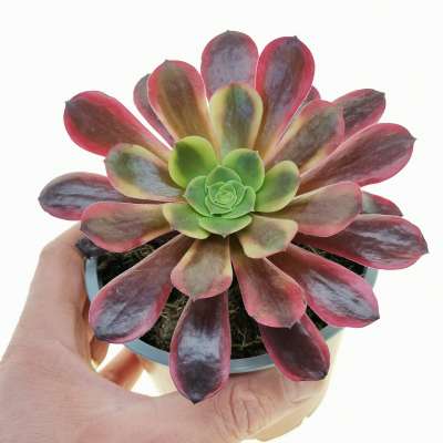 Aeonium 'Superbang'