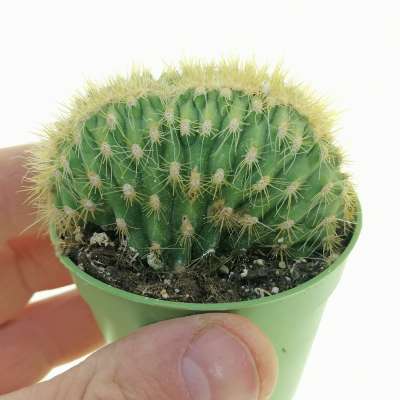 Espostoa guentheri f. crestata
