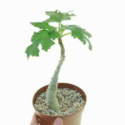 Uncarina roeoesliana