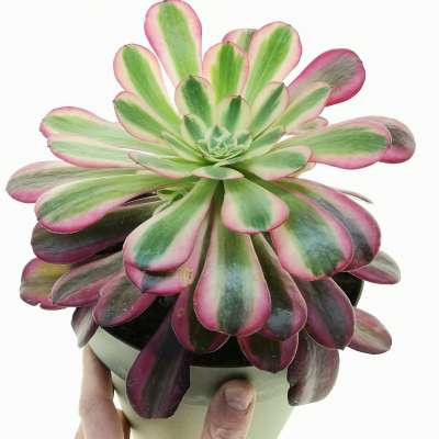 Aeonium Maggie