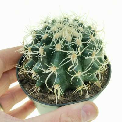 Echinocactus grusonii cv. Superkraukopf (Cuscino della suocera)