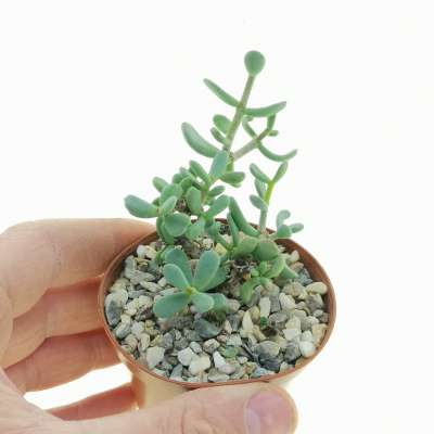 Ceraria pygmaea