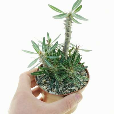 Pachypodium rosulatum subs. gracilius