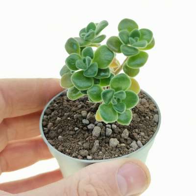 Aeonium lindleyi