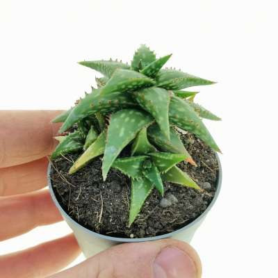 Aloe jucunda