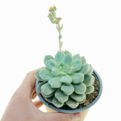 Echeveria 'Cream Puff'