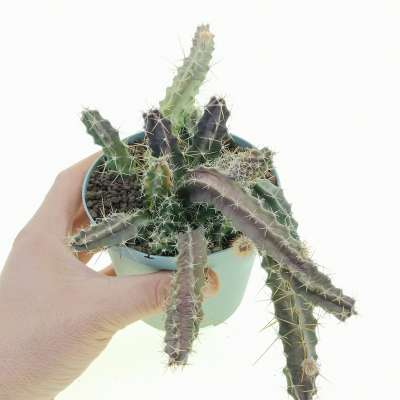 Echinocereus pentalophus f. variegata