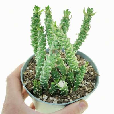 Monadenium guentheri