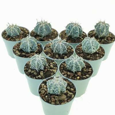 Astrophytum ornatum cv. Fukuryu Hania 10 pcs