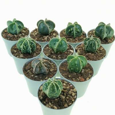 Astrophytum myriostigma cv. Fukuryu (Type B) nudum 10 pcs
