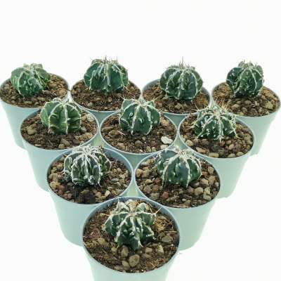 Astrophytum ornatum cv. Fukuryu (Type B) Haku-jo nudum 10 pcs