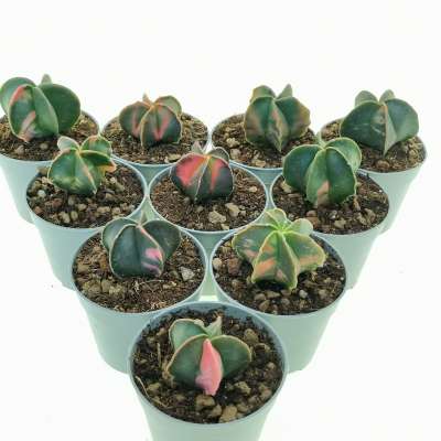 Astrophytum myriostigma var. nudum f. variegata 10 pcs