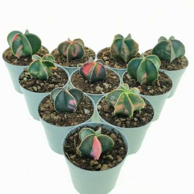 Astrophytum myriostigma var. nudum f. variegata 10 pcs - Giromagi