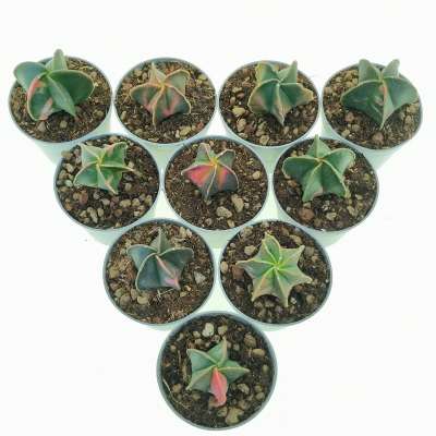 Astrophytum myriostigma var. nudum f. variegata 10 pcs - Giromagi