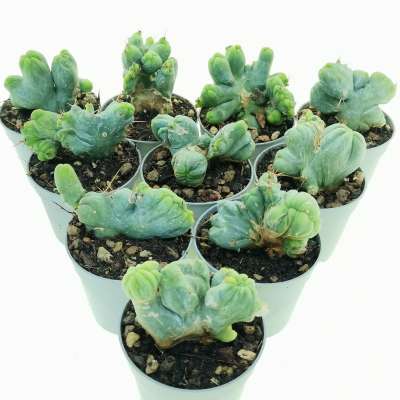 Trichocereus bridgesii mostruoso crestato 10 pcs.
