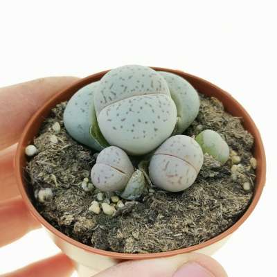 Dinteranthus vanzylii