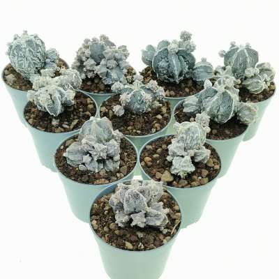 Astrophytum myriostigma f. prolifera 10 pcs