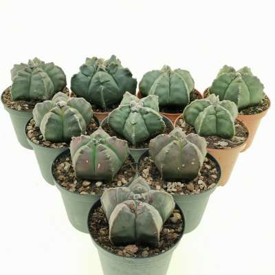 Astrophytum myriostigma cv. Kikko nudum 10 pcs