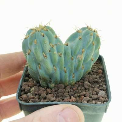 Opuntia miquelii f. crestata - Giromagi