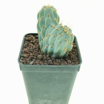 Opuntia miquelii f. crestata - Giromagi