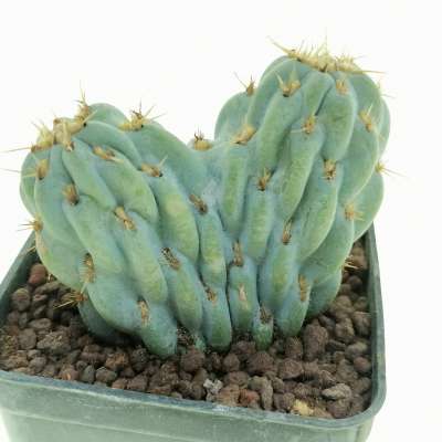 Opuntia miquelii f. crestata - Giromagi