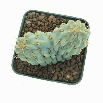 Opuntia miquelii f. crestata - Giromagi
