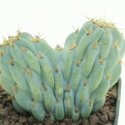 Opuntia miquelii f. crestata - Giromagi