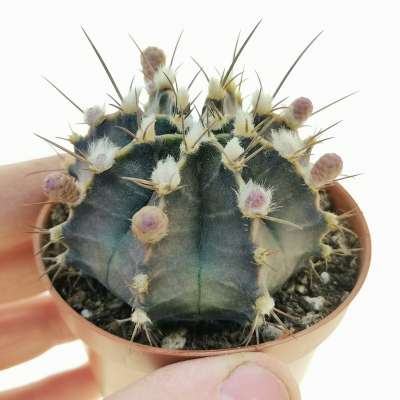 Gymnocalycium mihanovichii