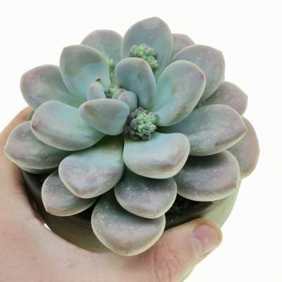 Pachyveria 'Opalina'