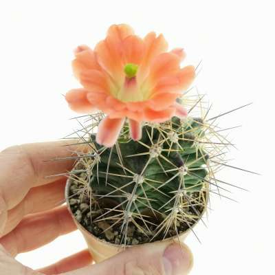 Echinocereus coccineus var. paucispinus