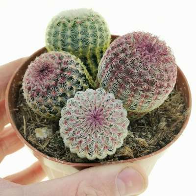 Echinocereus rigidissimus subs. rubispinus