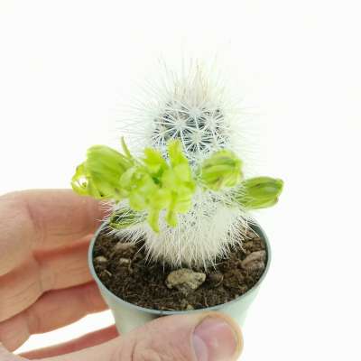 Echinocereus viridiflorus var. canus