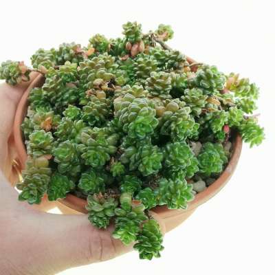 Cremnosedum 'Little Gem'