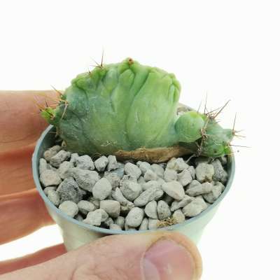 Trichocereus bridgesii mostruoso crestato