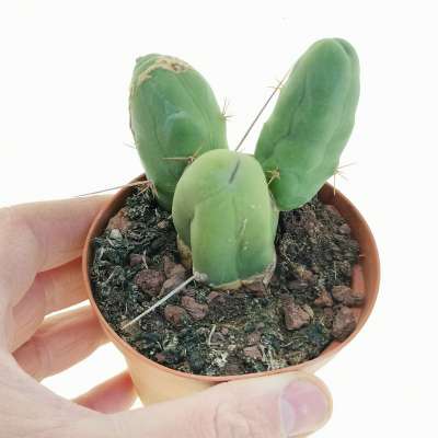 Trichocereus bridgesii mostruoso