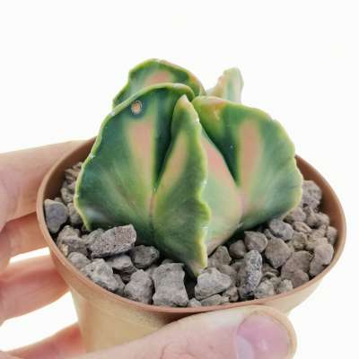 Astrophytum myriostigma cv. Koh-yo