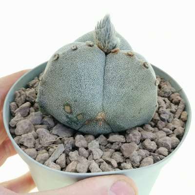 Astrophytum myriostigma var. tricostatum
