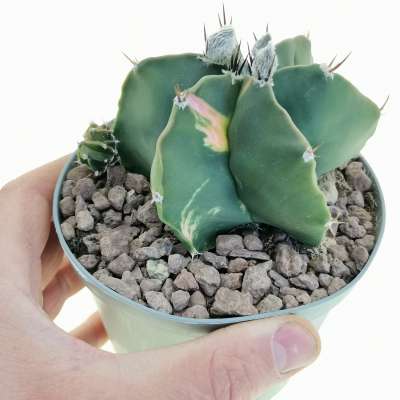 Astrophytum hybrid (myriostigma x ornatum) f. variegata