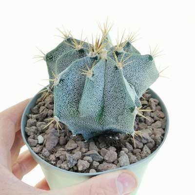 Astrophytum ornatum cv. fukuryu (Type-A )