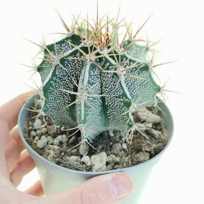 Astrophytum ornatum cv. Haku-jo