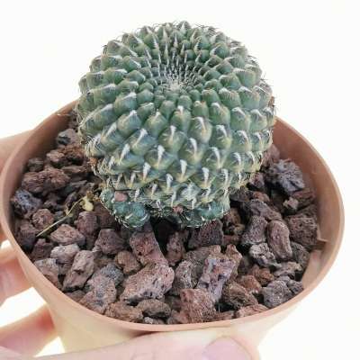 Sulcorebutia heinzii