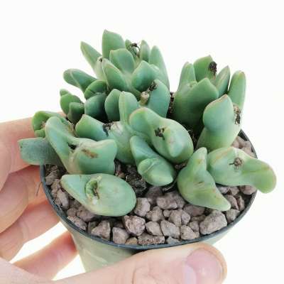 Conophytum bilobum