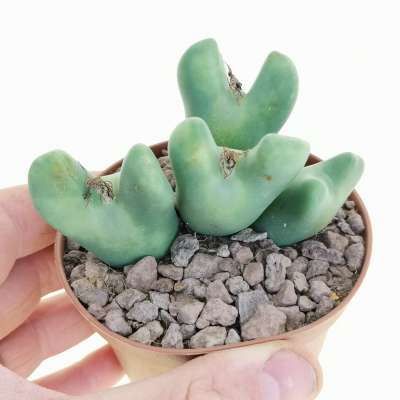 Conophytum bilobum